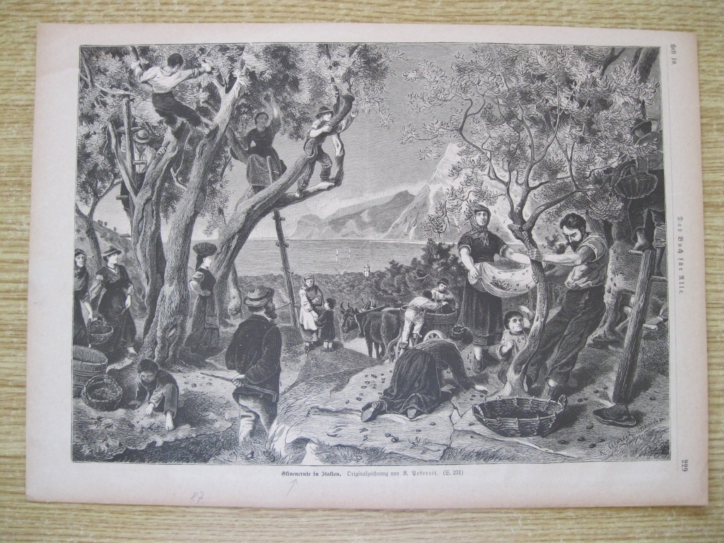 Recogida de la aceituna, 1887